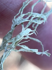 Ramalina farinacea