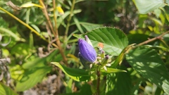 Gentiana andrewsii andrewsii