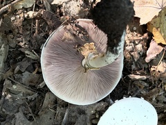 Agaricus