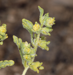 Euphrosyne nevadensis