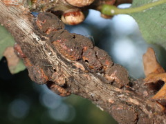 Disholcaspis eldoradensis