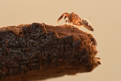 Cotinusa