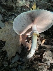 Agaricus