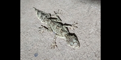 Carphodactylidae