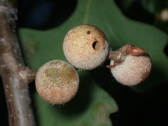 Burnettweldia washingtonensis
