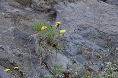 Sonchus latifolius