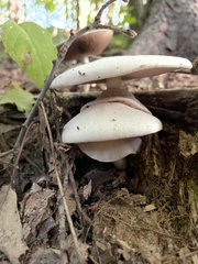 Agaricus