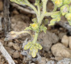 Euphrosyne nevadensis