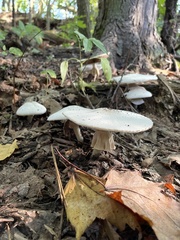 Agaricus