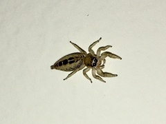 Cotinusa