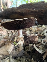 Agaricus