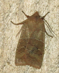 Eupsilia morrisoni