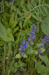 Ajuga genevensis