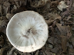 Agaricus