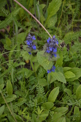 Ajuga genevensis