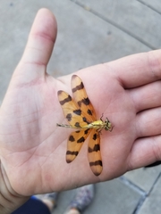 Celithemis eponina