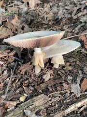 Agaricus