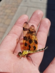 Celithemis eponina