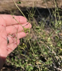 Commicarpus scandens