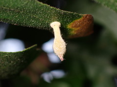 Atrusca clavuloides