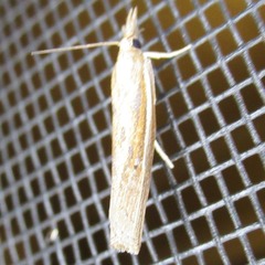 Crambus agitatellus