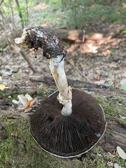 Agaricus