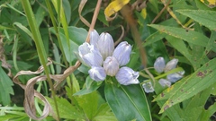 Gentiana × pallidocyanea