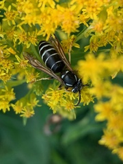 Vespula consobrina