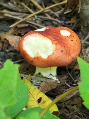 Russula paludosa