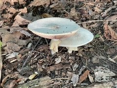 Agaricus