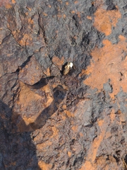 Sceloporus occidentalis