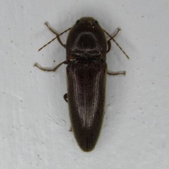 Elateroidea