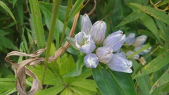 Gentiana × pallidocyanea