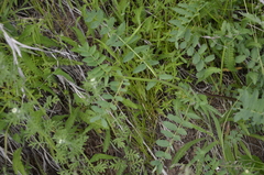 Astragalus cicer