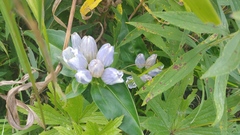 Gentiana × pallidocyanea