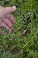 Astragalus cicer