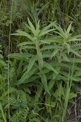 Hieracium umbellatum