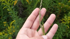 Muhlenbergia mexicana