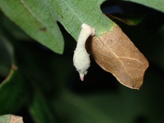 Atrusca clavuloides