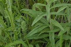 Hieracium umbellatum