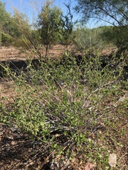 Commicarpus scandens