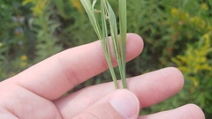 Muhlenbergia mexicana