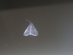 Condica illecta