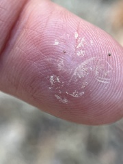 Pentagramma triangularis