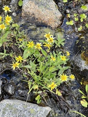 Arnica latifolia