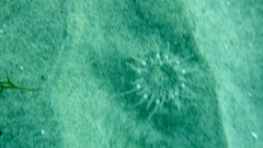 Harenactis attenuata