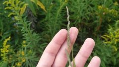 Muhlenbergia mexicana