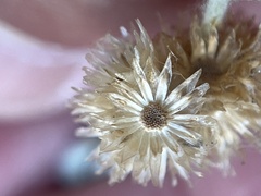 Helichrysum luteoalbum