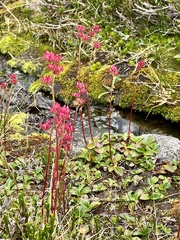 Leptarrhena pyrolifolia