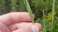 Muhlenbergia mexicana